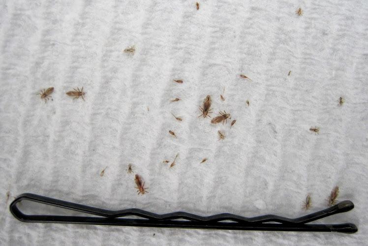 Lice Happens - lice treatment clinic in Annapolis, MD